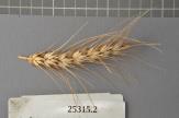 Click for 1 image(s) for this accession. Spike